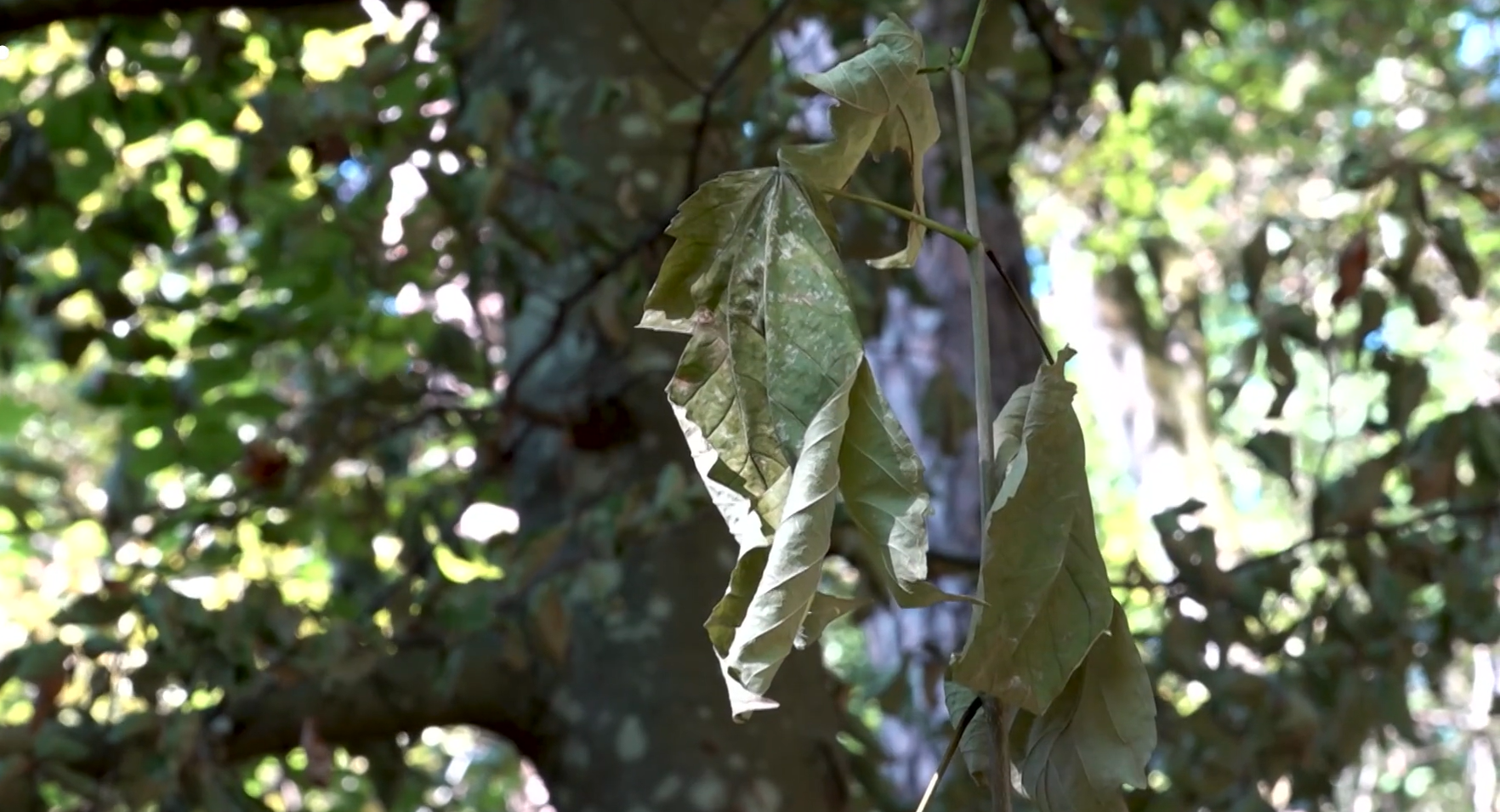 Waldlabor in Hölstein zeigt Folgen der Trockenheit